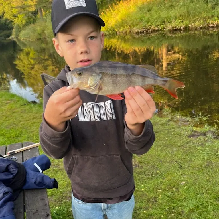 European perch caught on Fishbrain