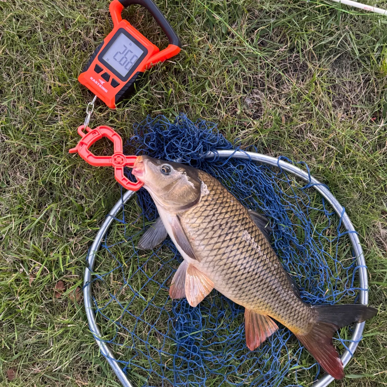 Common carp caught on Fishbrain
