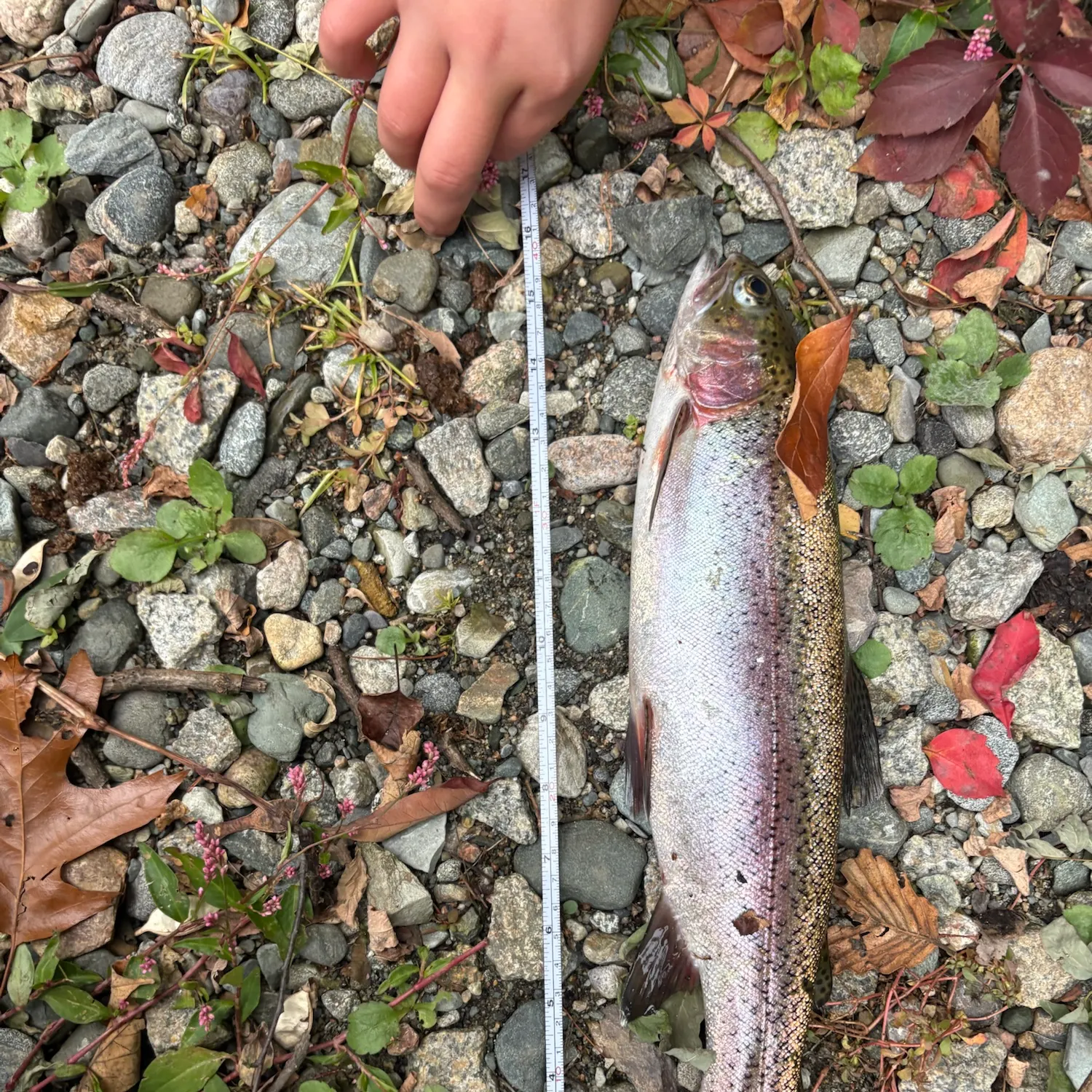 Rainbow trout caught on Fishbrain