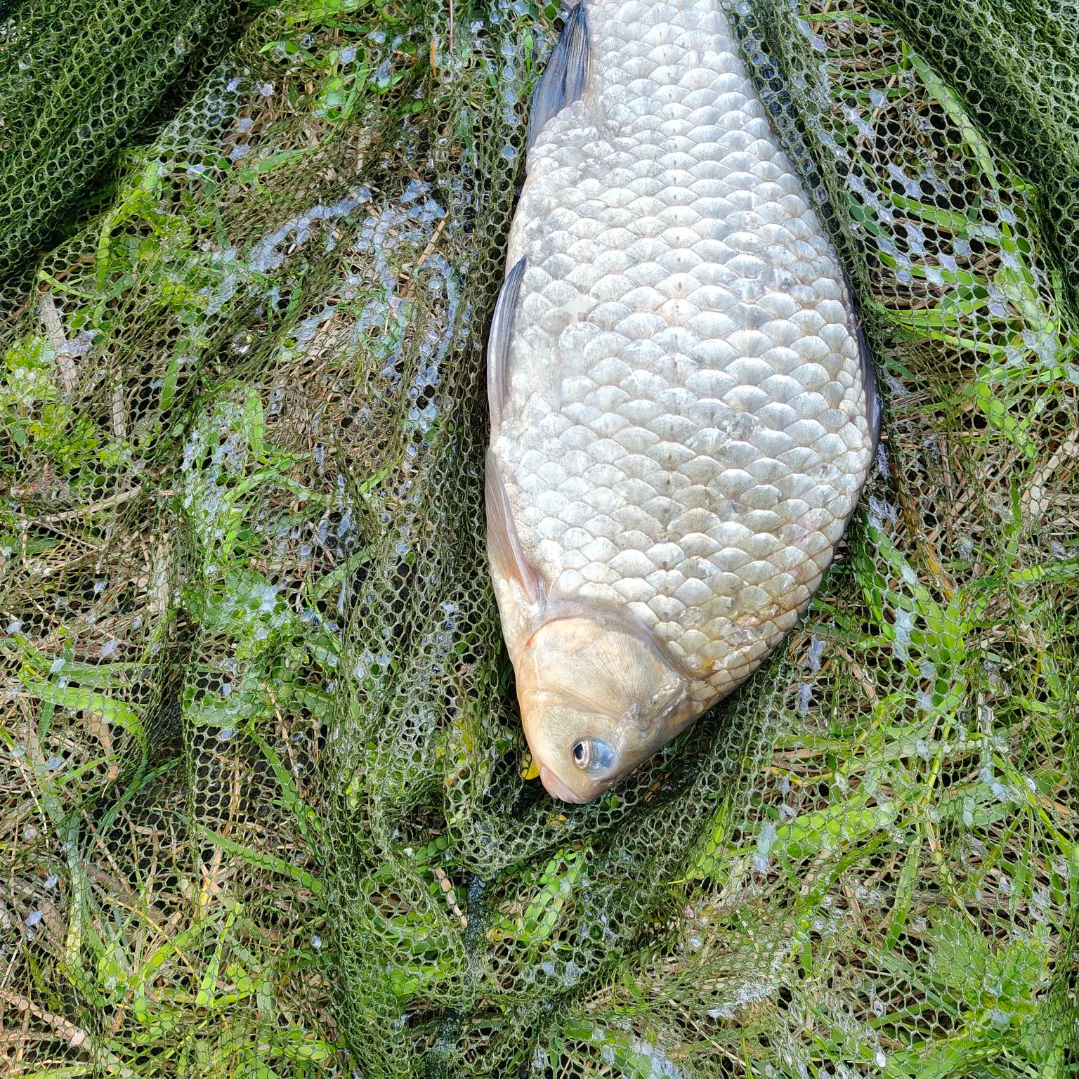 The most recent Prussian carp catches on Fishbrain