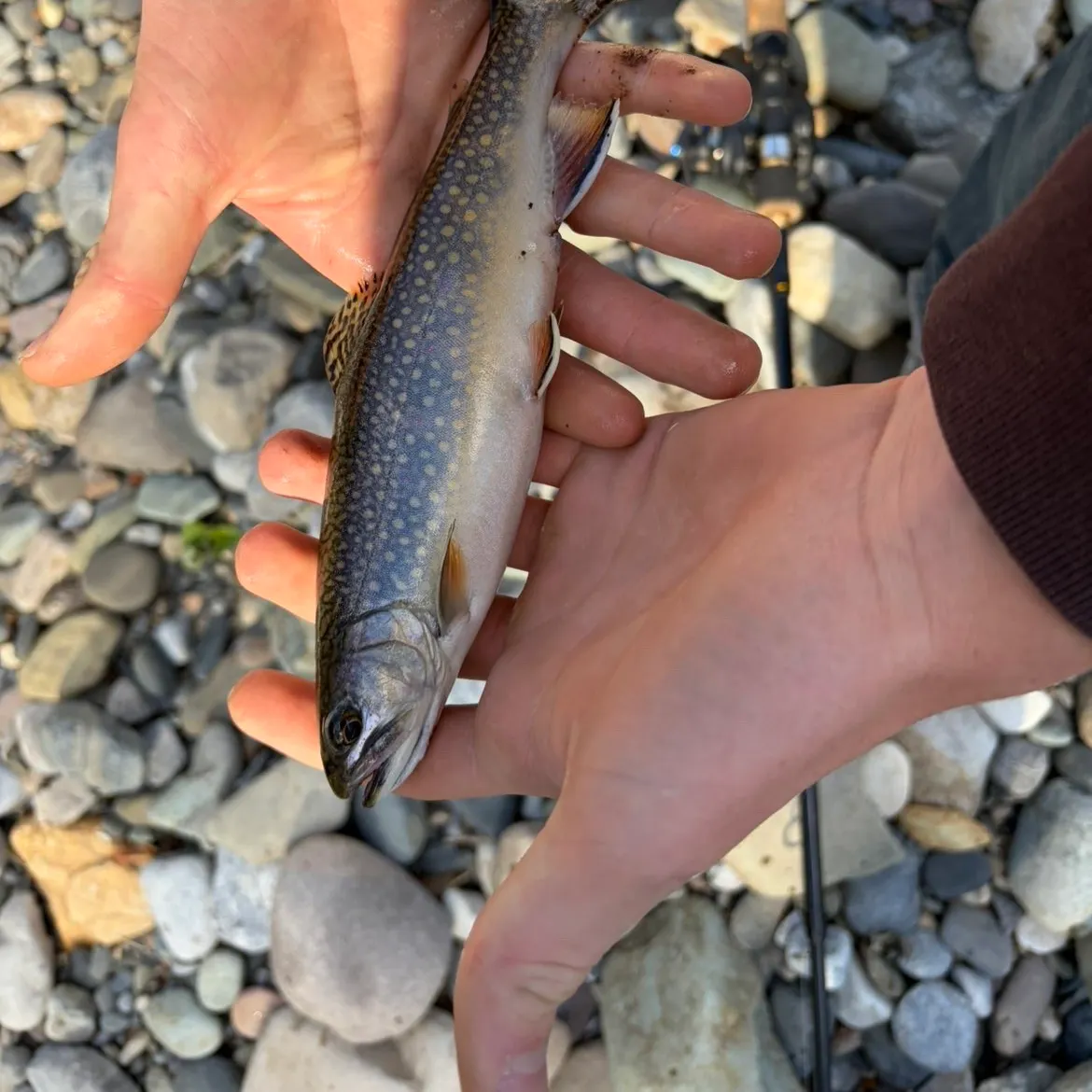 Brook trout caught on Fishbrain