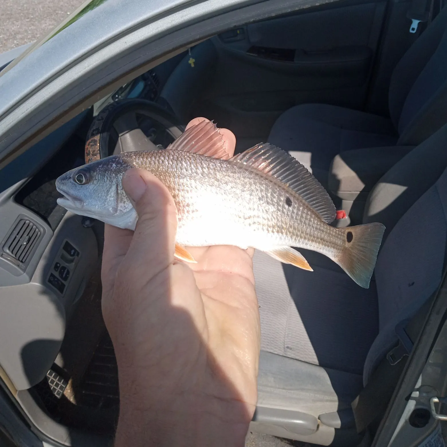 Red drum caught on Fishbrain