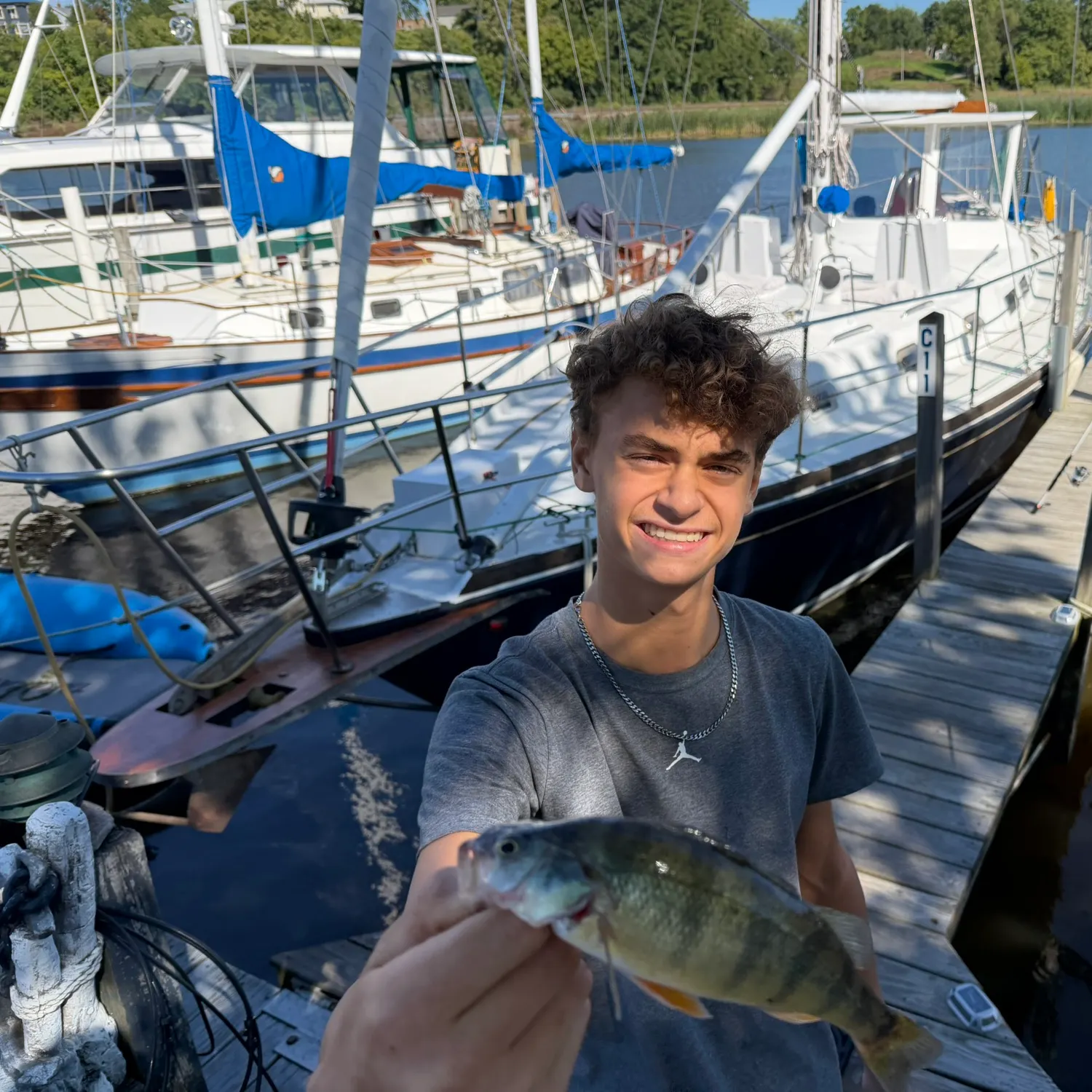 Yellow perch caught on Fishbrain