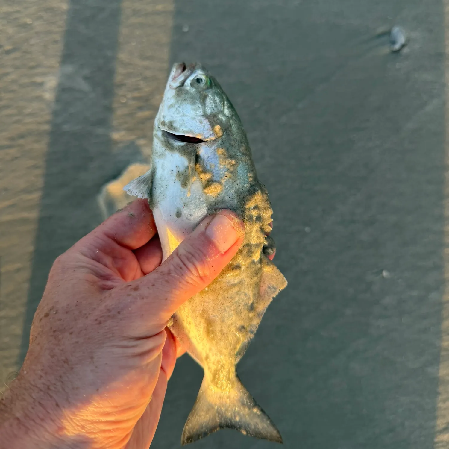 The most recent Bluefish catches on Fishbrain