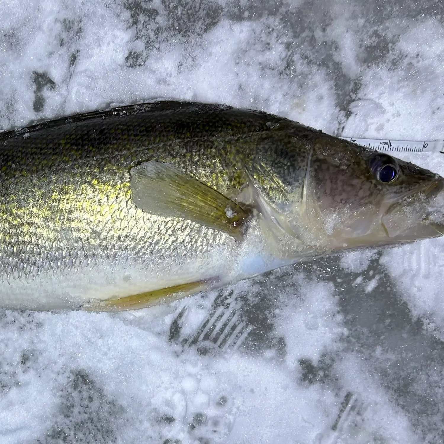 The most recent Walleye catches on Fishbrain