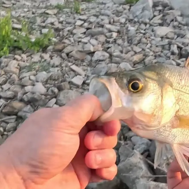 White bass caught on Fishbrain