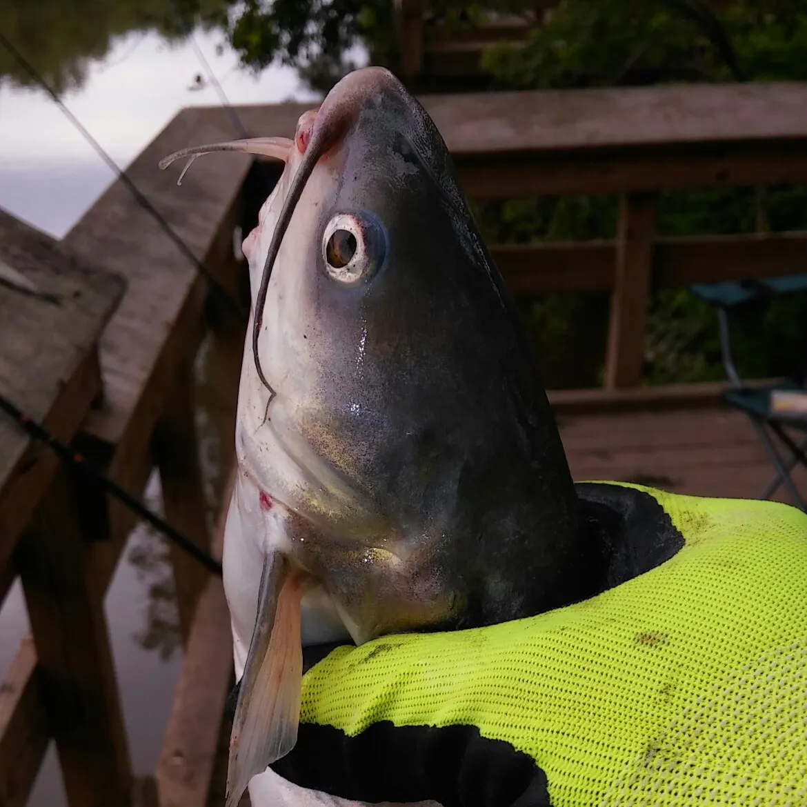 angler catch