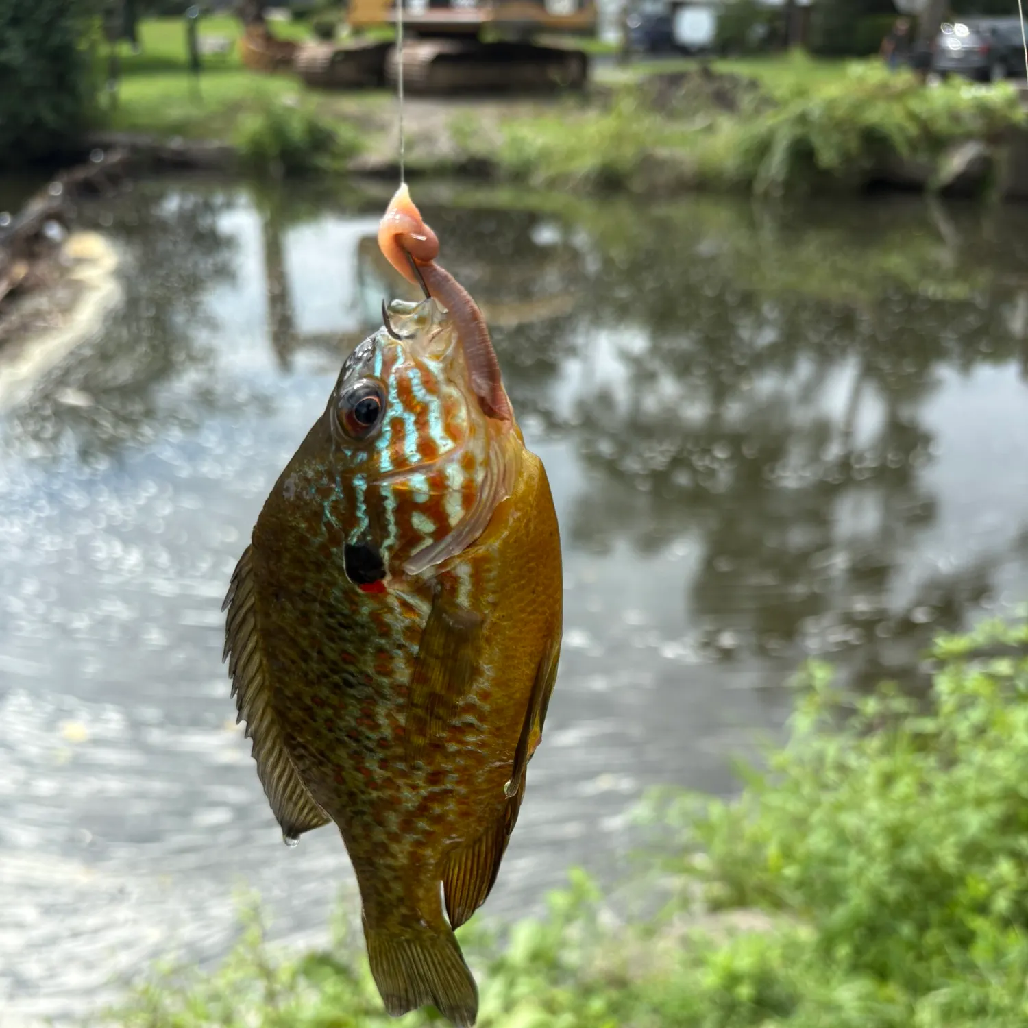 Pumpkinseed caught on Fishbrain