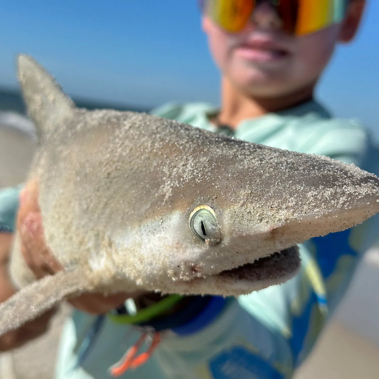 The most recent Atlantic sharpnose shark catches on Fishbrain