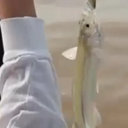 The most recent Argentinian silverside catches on Fishbrain