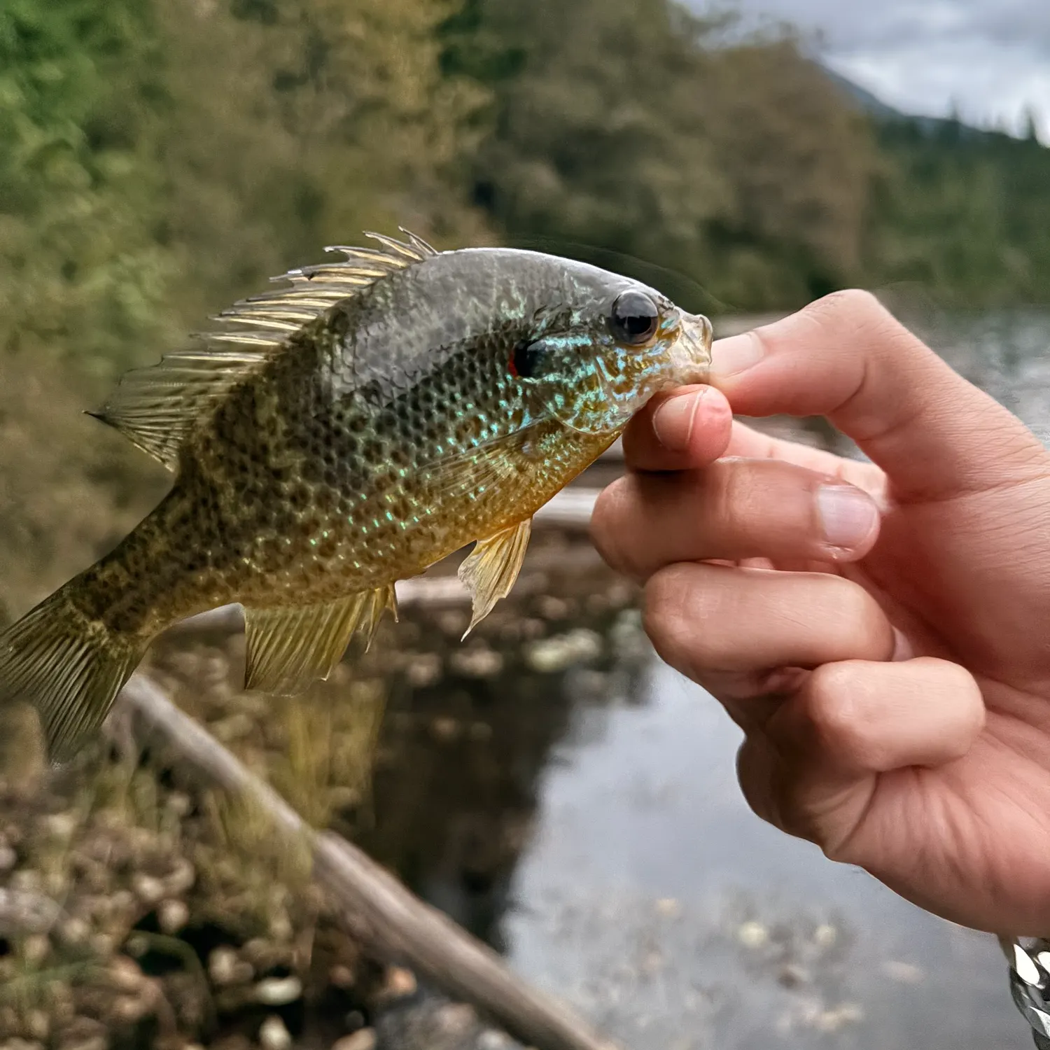 Pumpkinseed caught on Fishbrain
