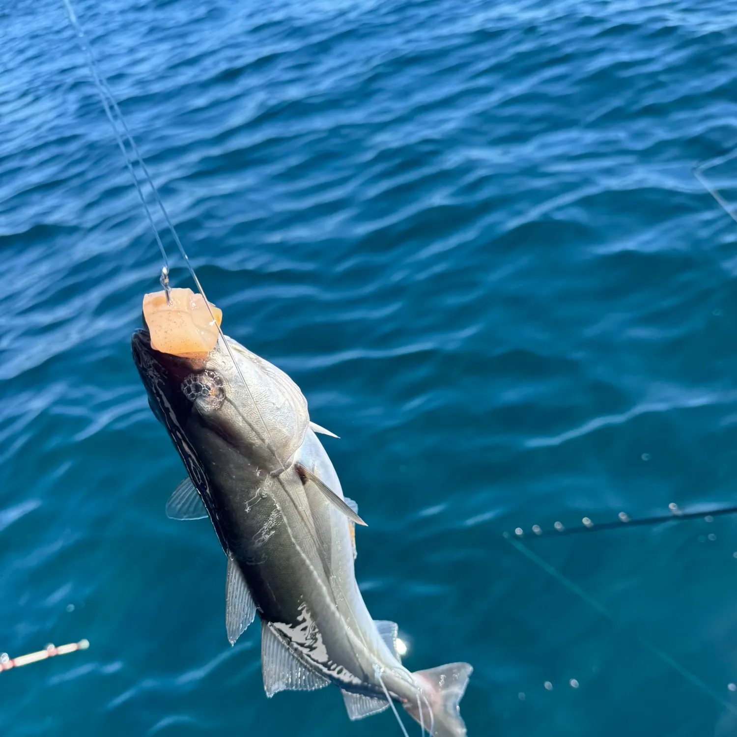 The most recent Atlantic pollock catches on Fishbrain