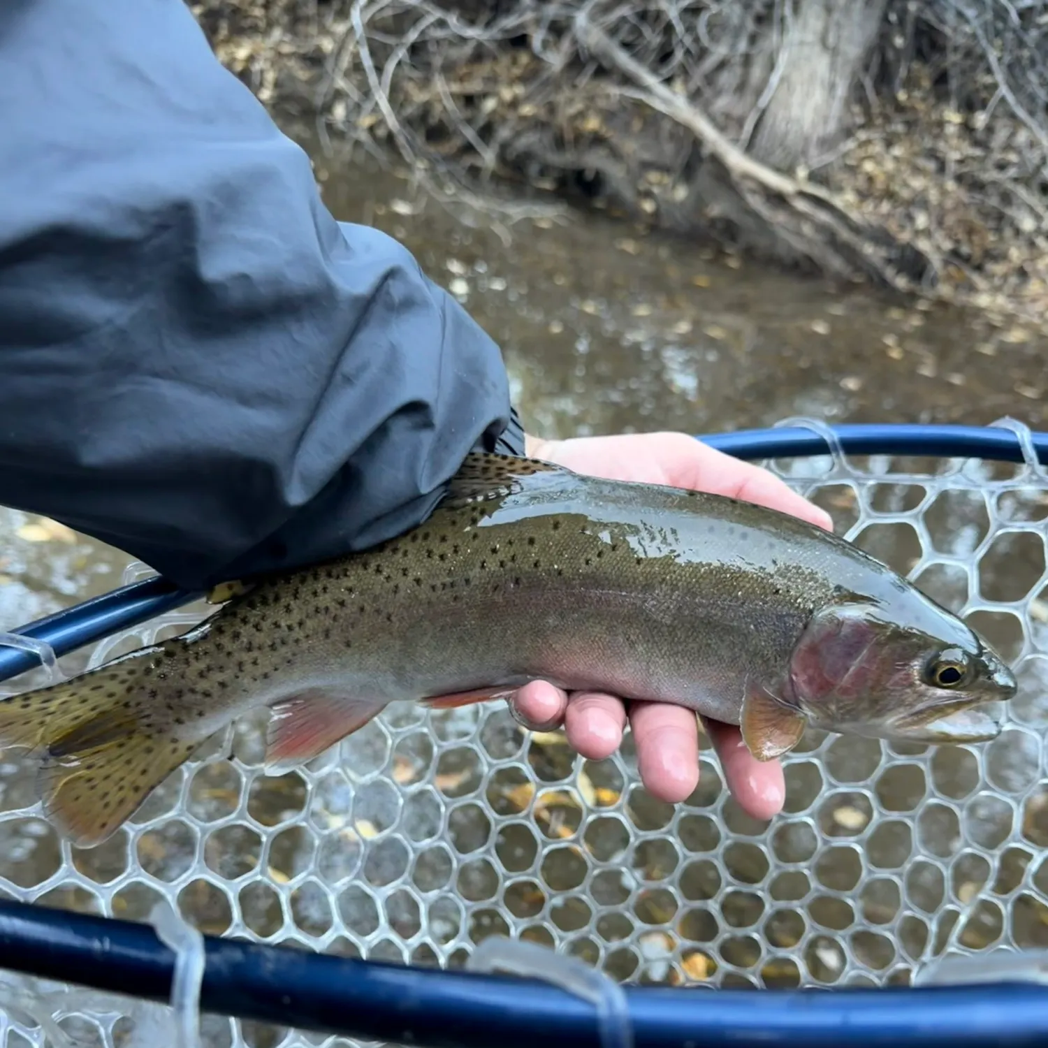 Rainbow trout caught on Fishbrain