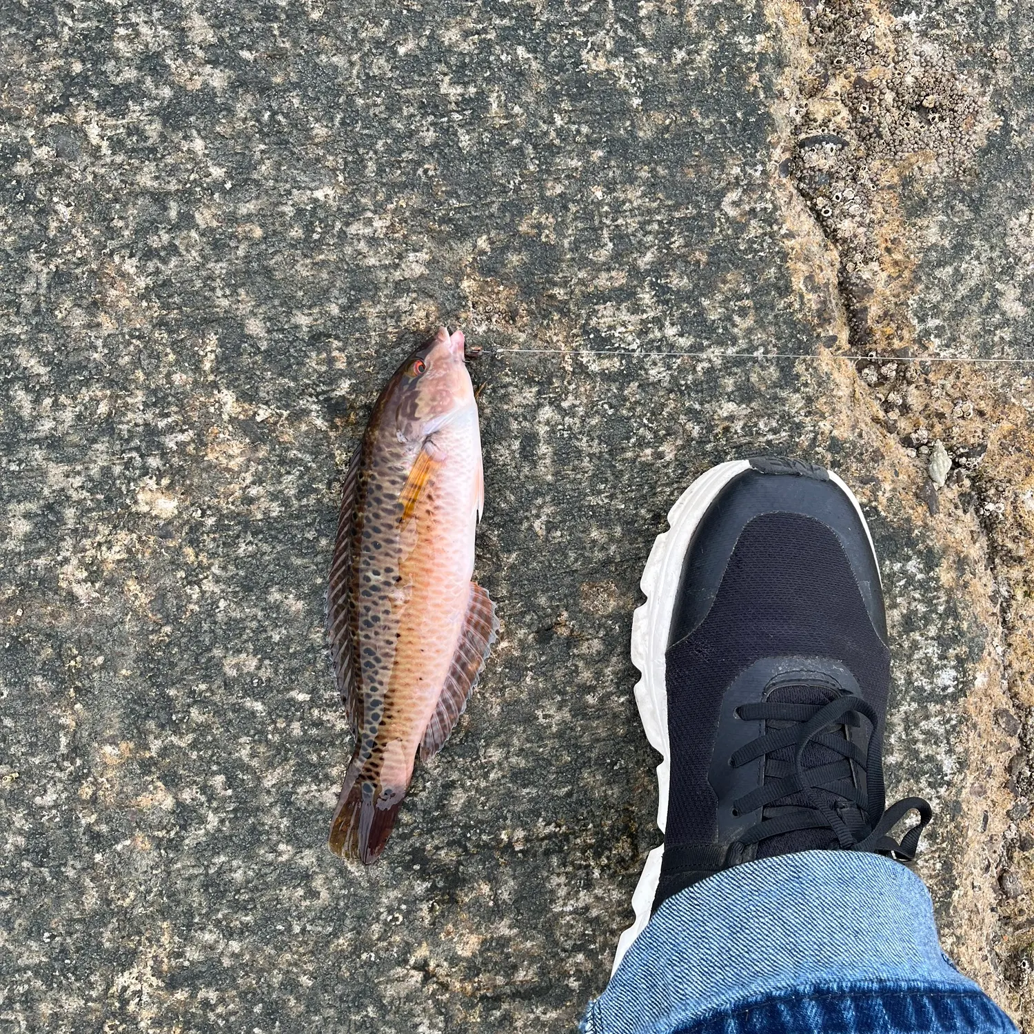 The most recent Rock wrasse catches on Fishbrain