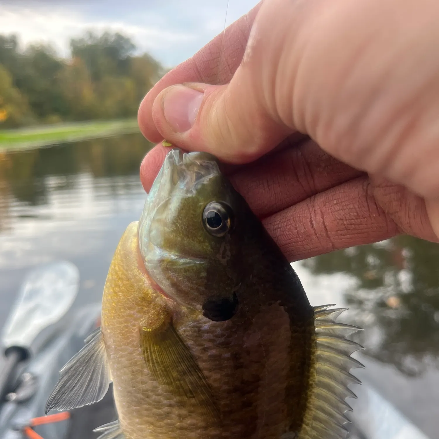 Bluegill caught on Fishbrain