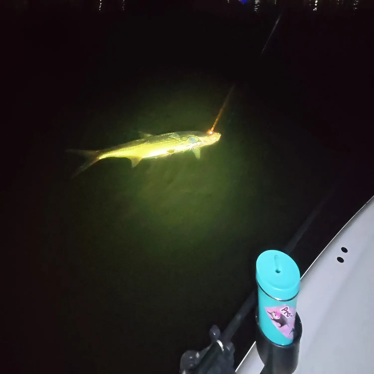 The most recent Tarpon catches on Fishbrain