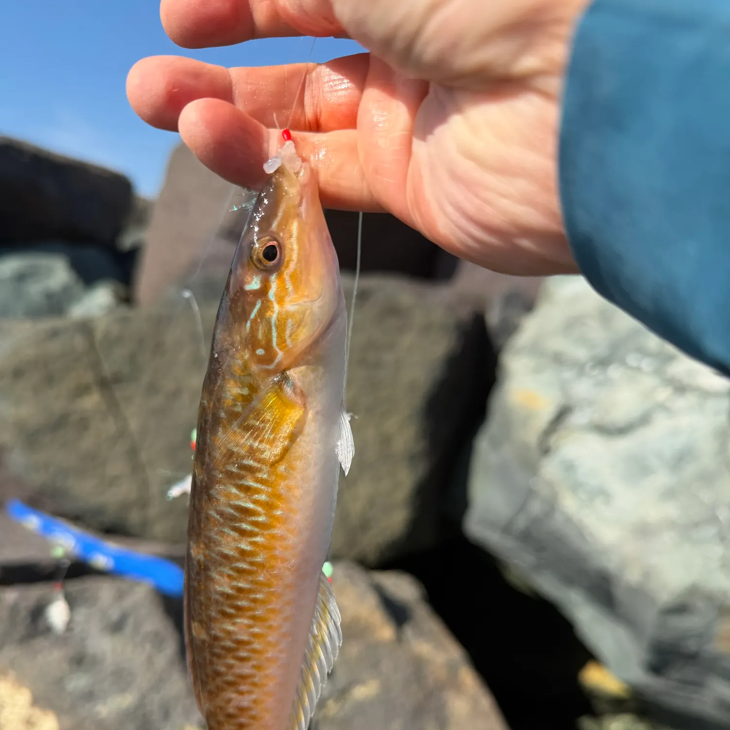 The most recent Señorita catches on Fishbrain