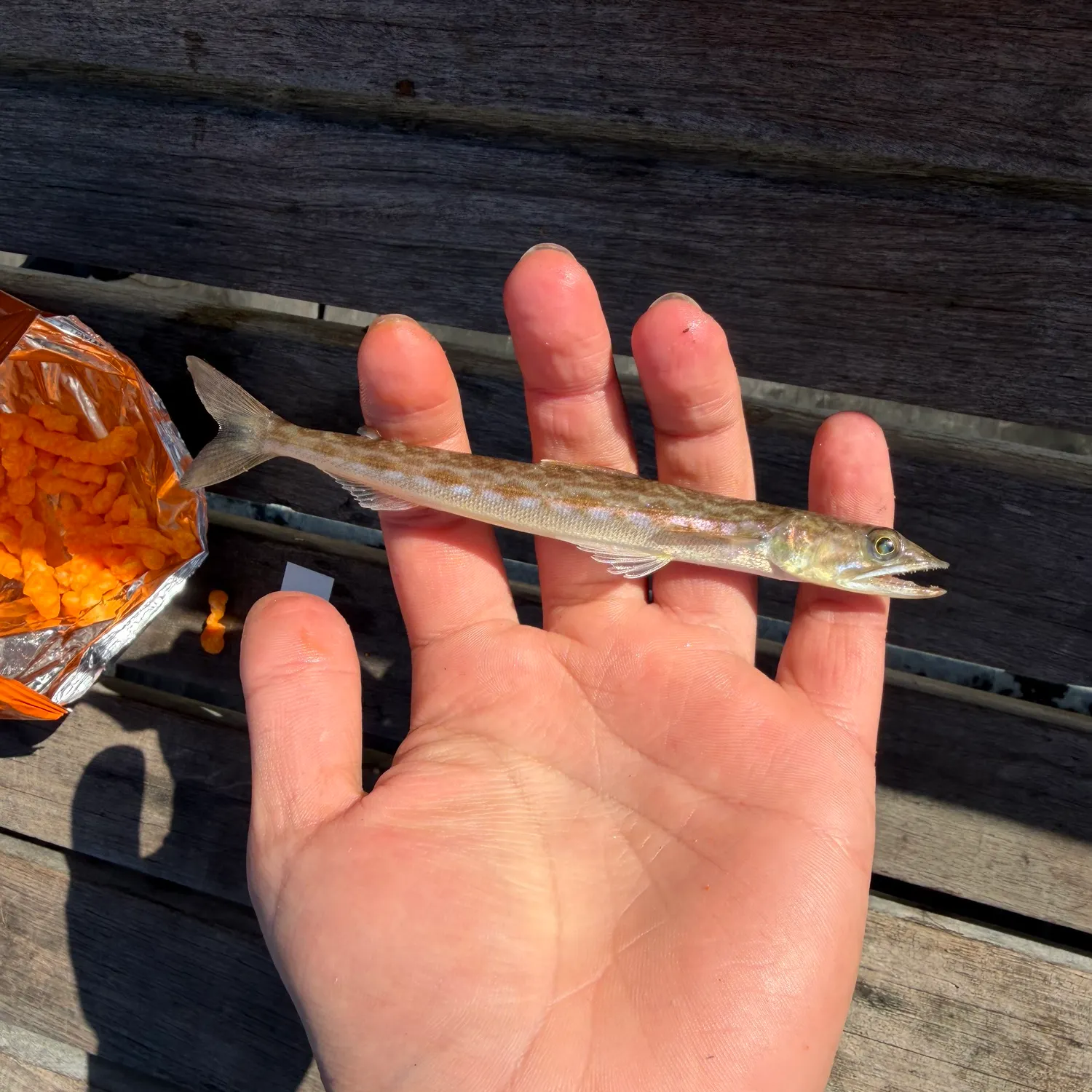 The most recent California lizardfish catches on Fishbrain