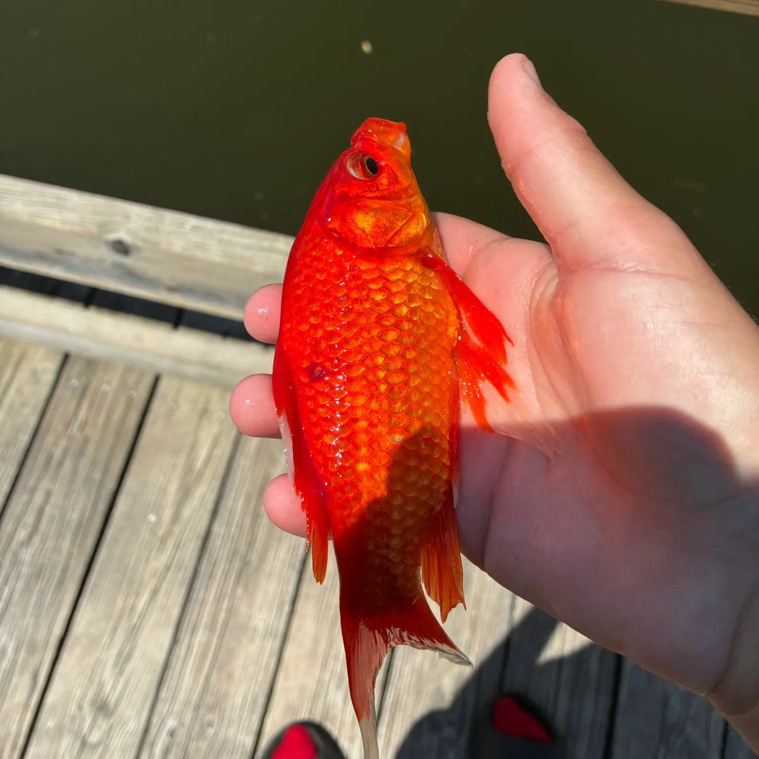 The most recent Goldfish catches on Fishbrain