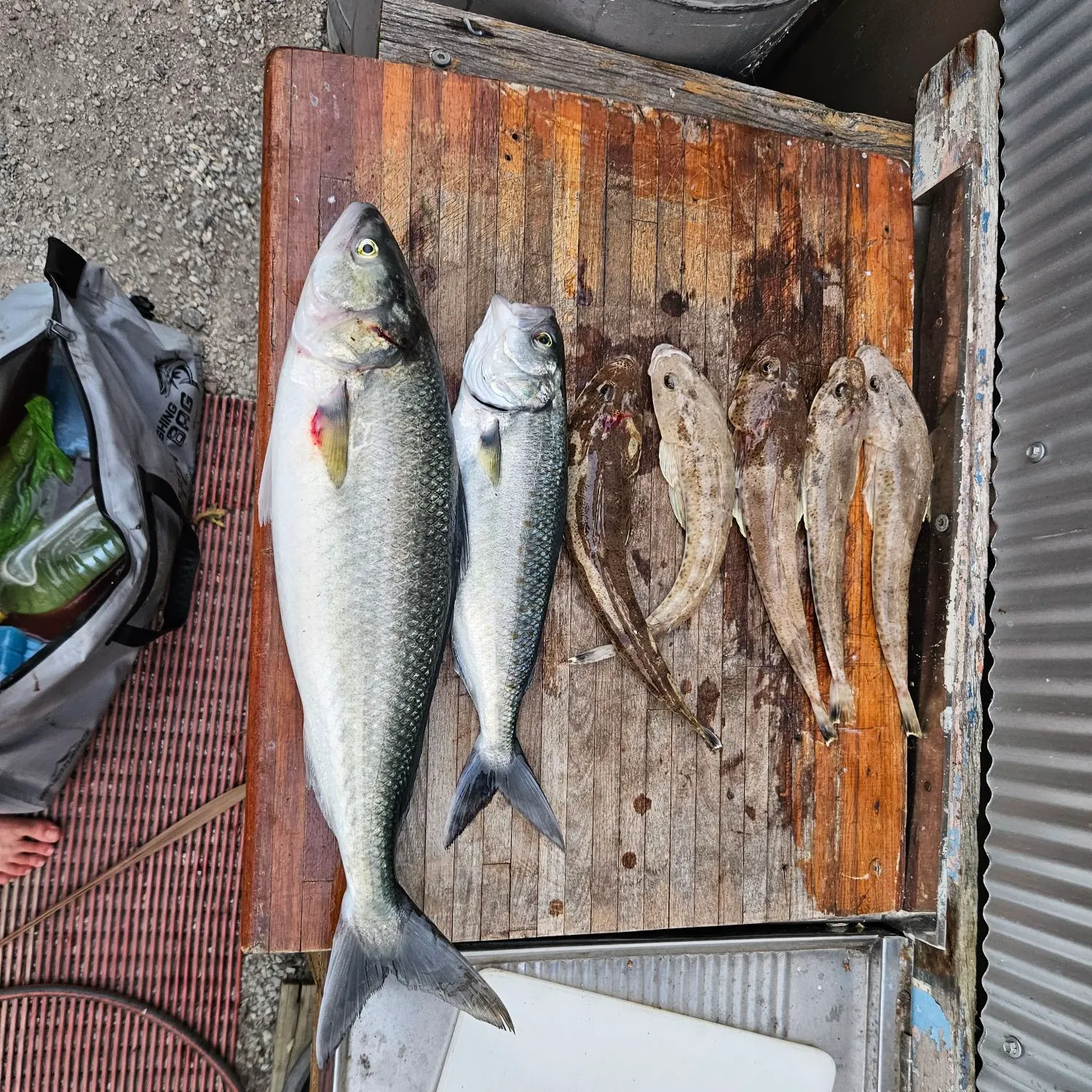 recently logged catches