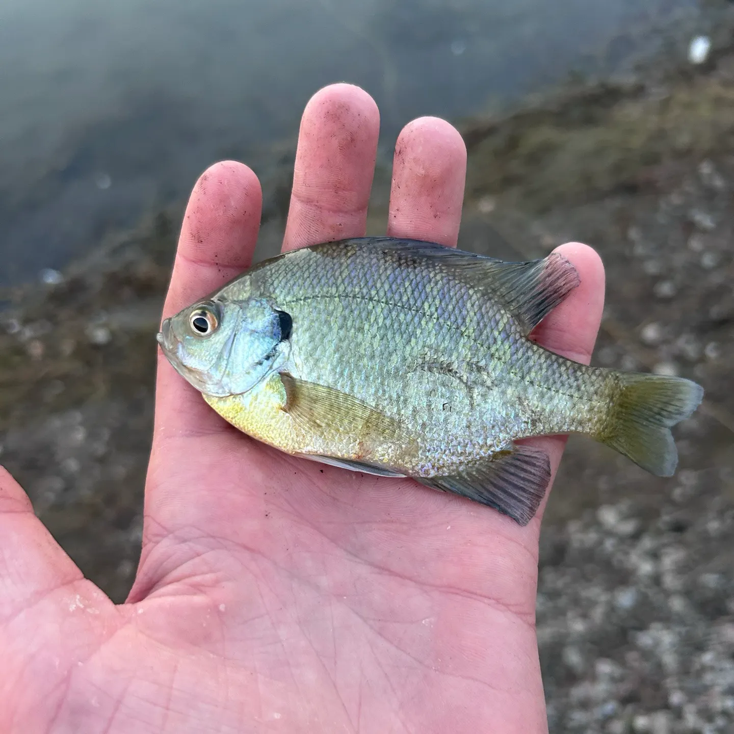 Bluegill caught on Fishbrain