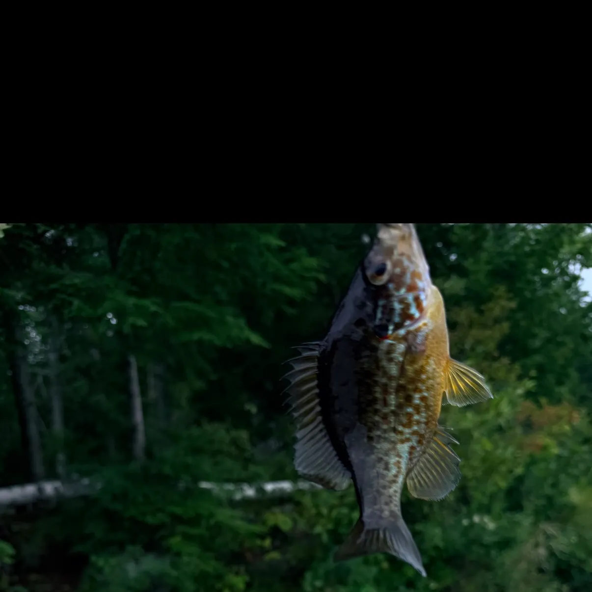 Black crappie caught on Fishbrain