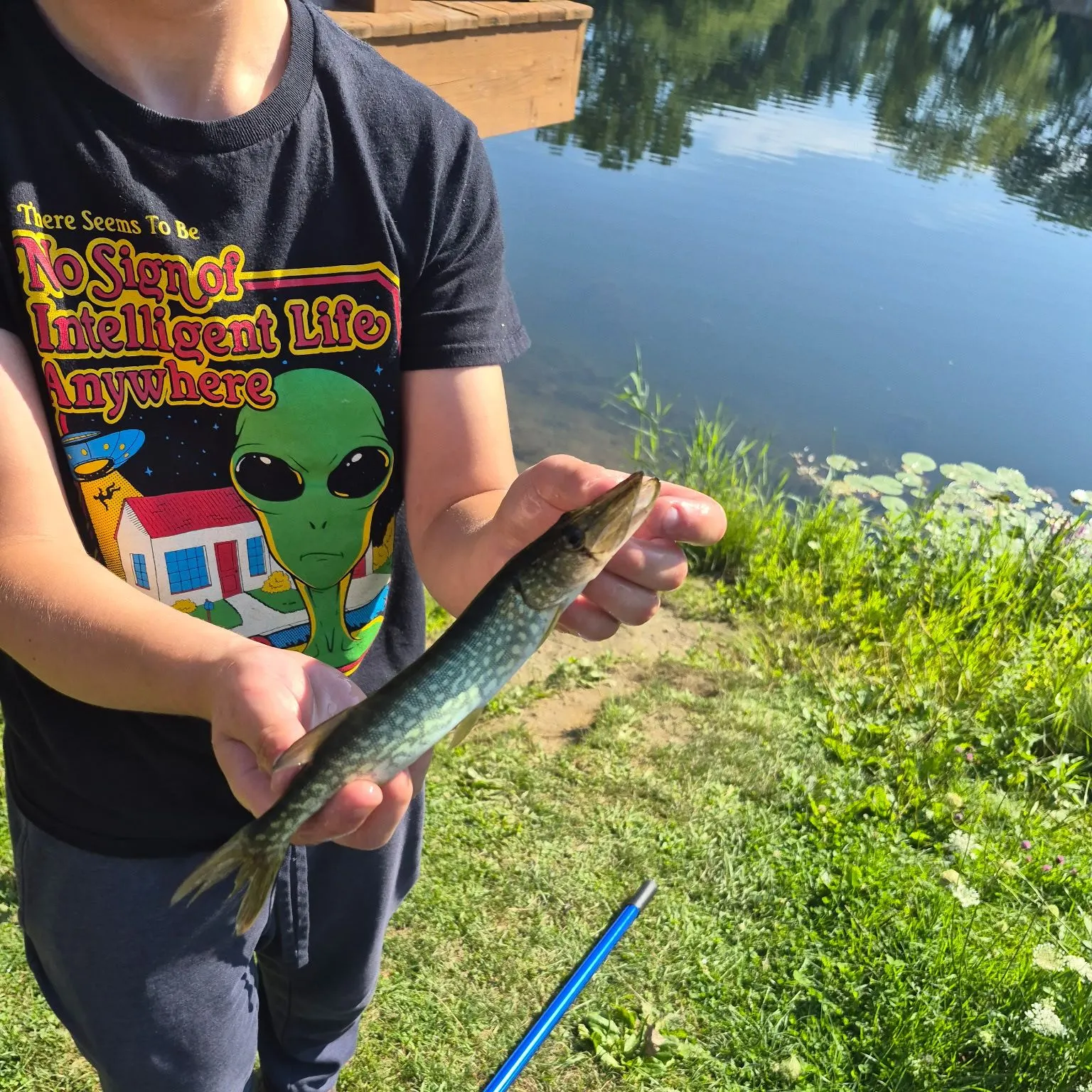 Chain pickerel caught on Fishbrain