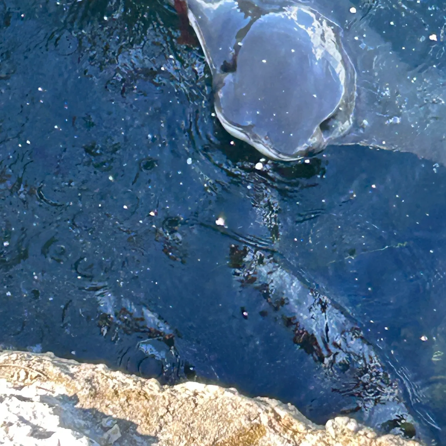 The most recent Cownose Ray catches on Fishbrain