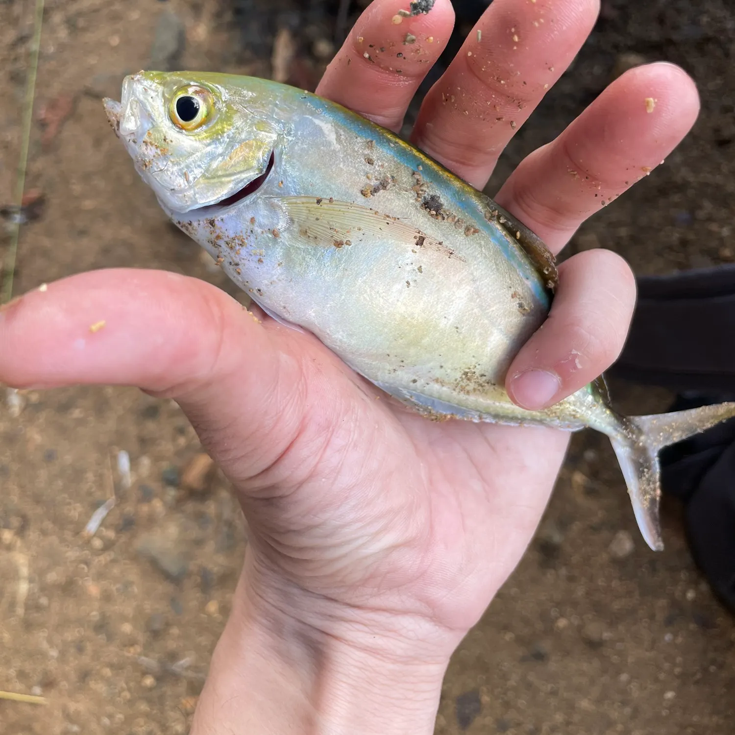 The most recent Axillary seabream catches on Fishbrain