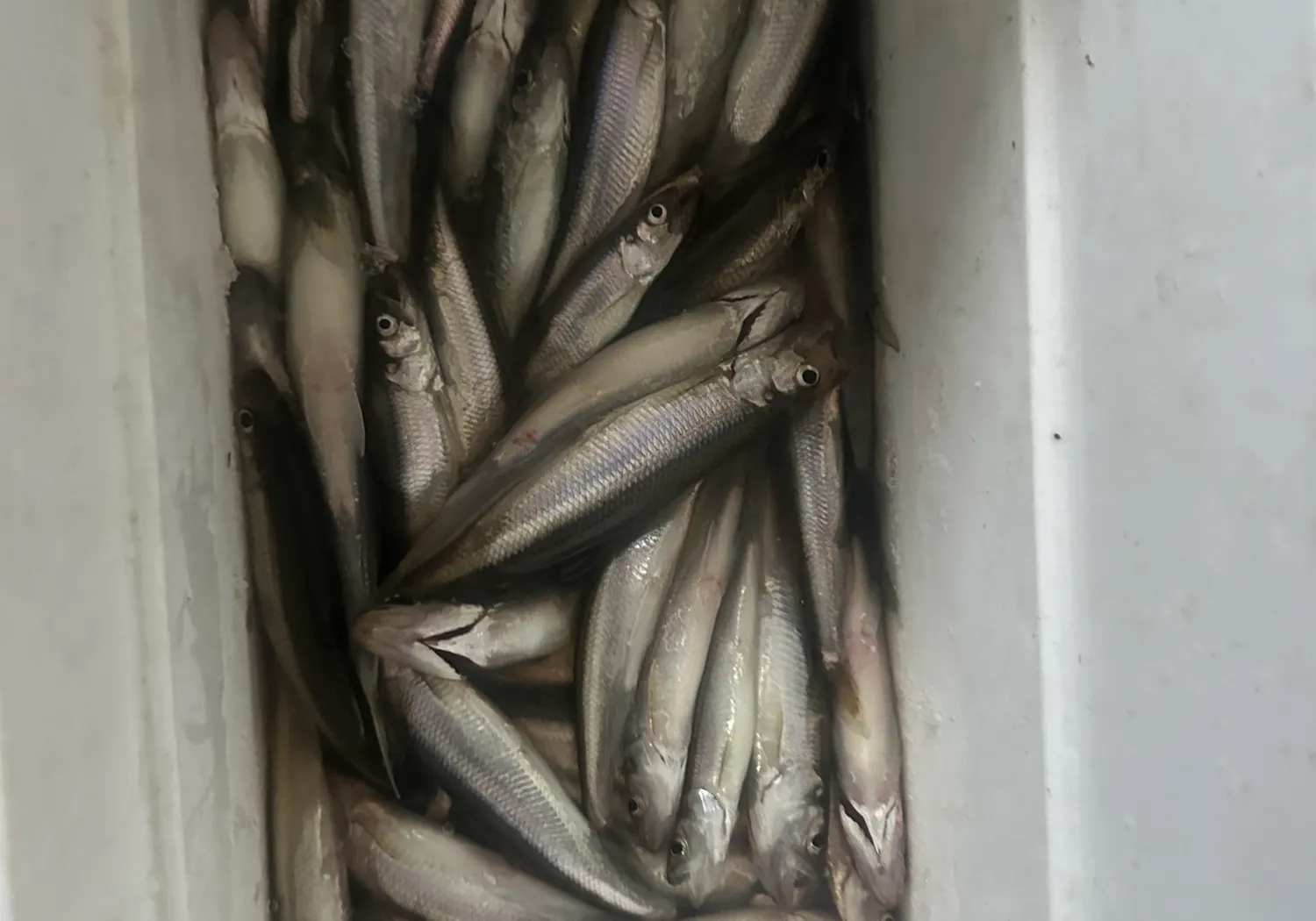 Pacific rainbow smelt