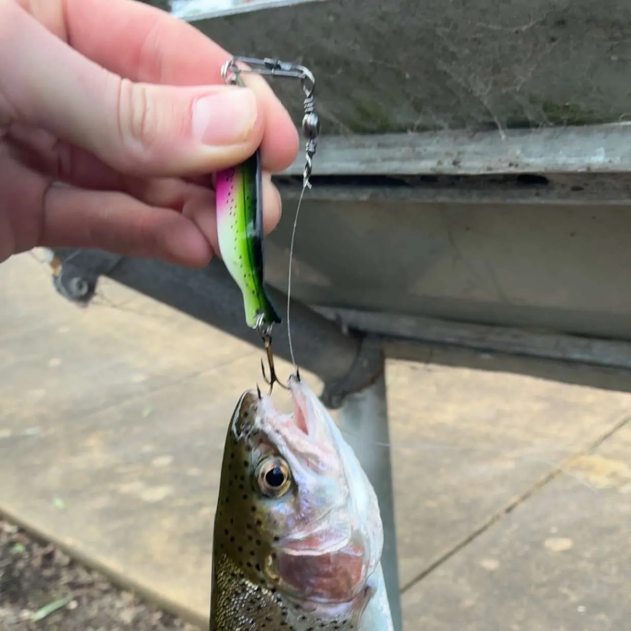 The most recent Rainbow trout catches on Fishbrain