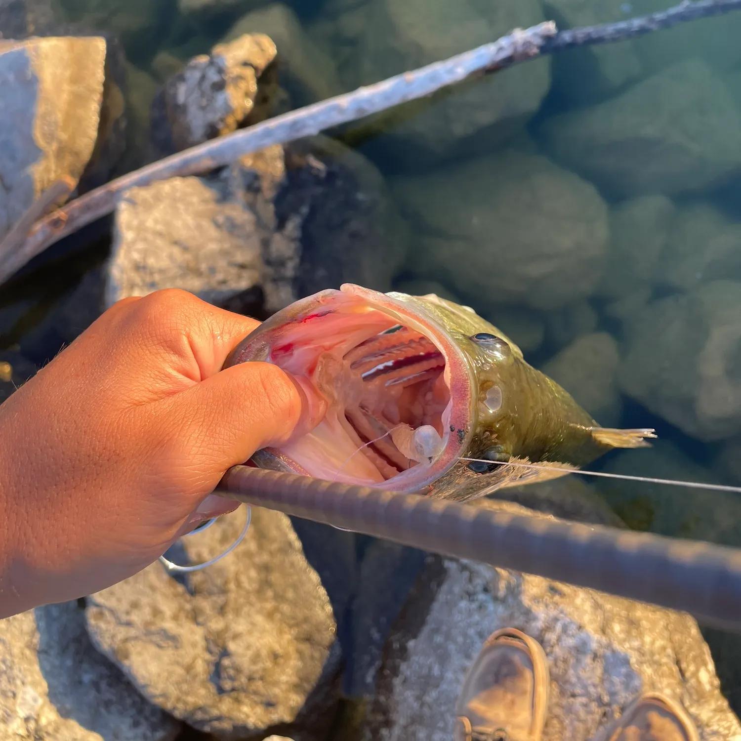 recently logged catches