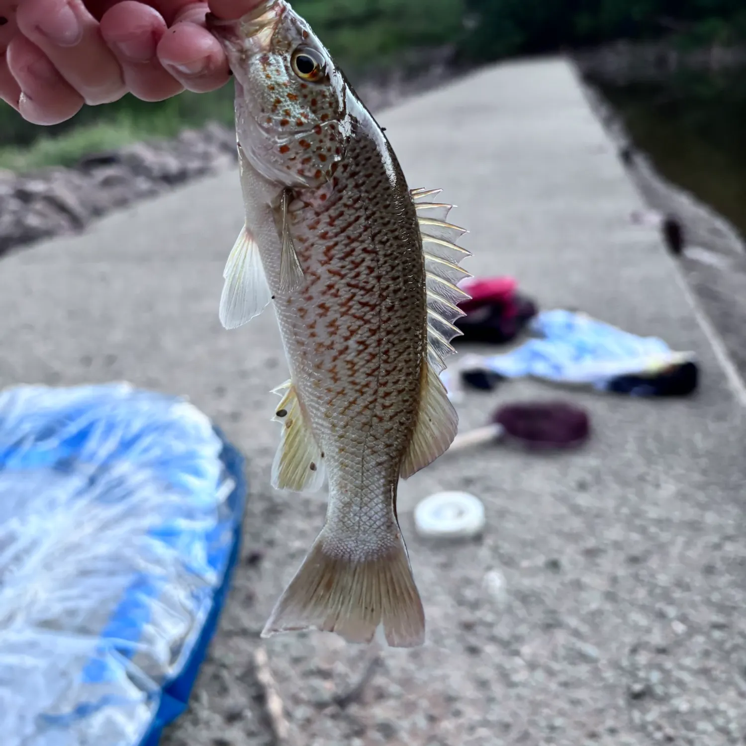 The most recent Spangled perch catches on Fishbrain
