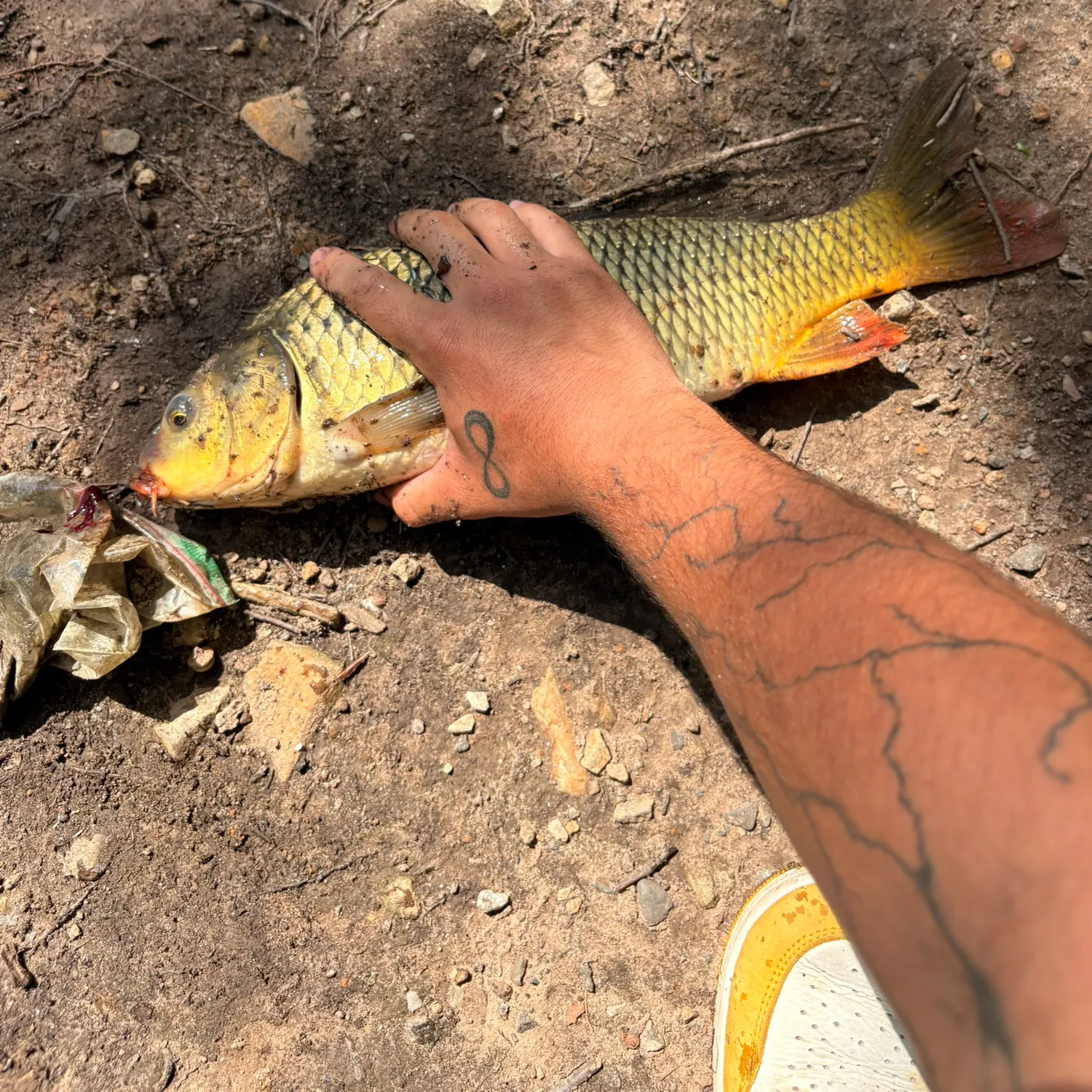 Common carp caught on Fishbrain