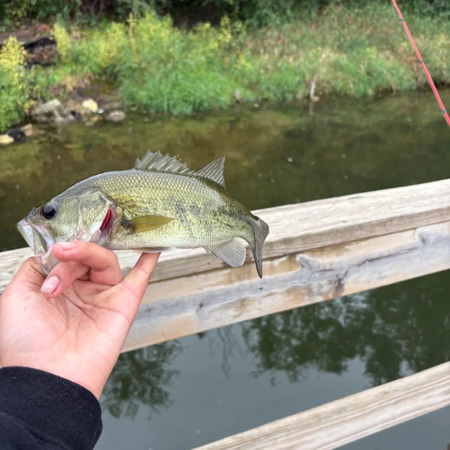 Fish caught on Fishbrain