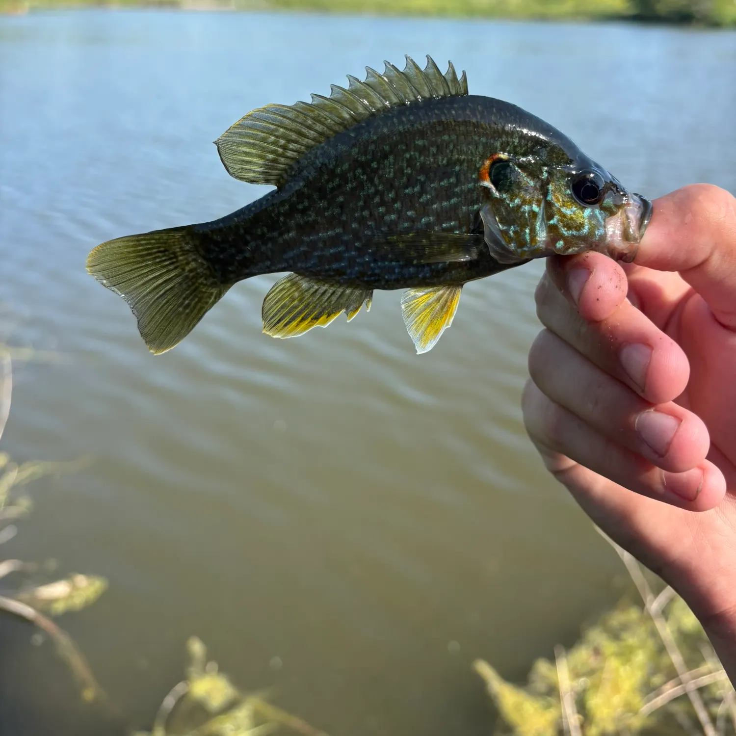 Greengill hybrid caught on Fishbrain