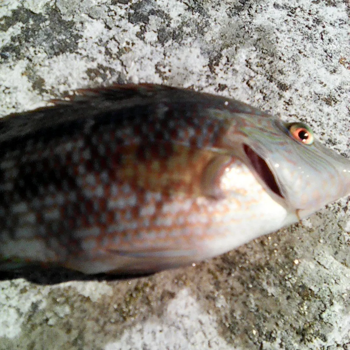 Cuckoo wrasse caught on Fishbrain
