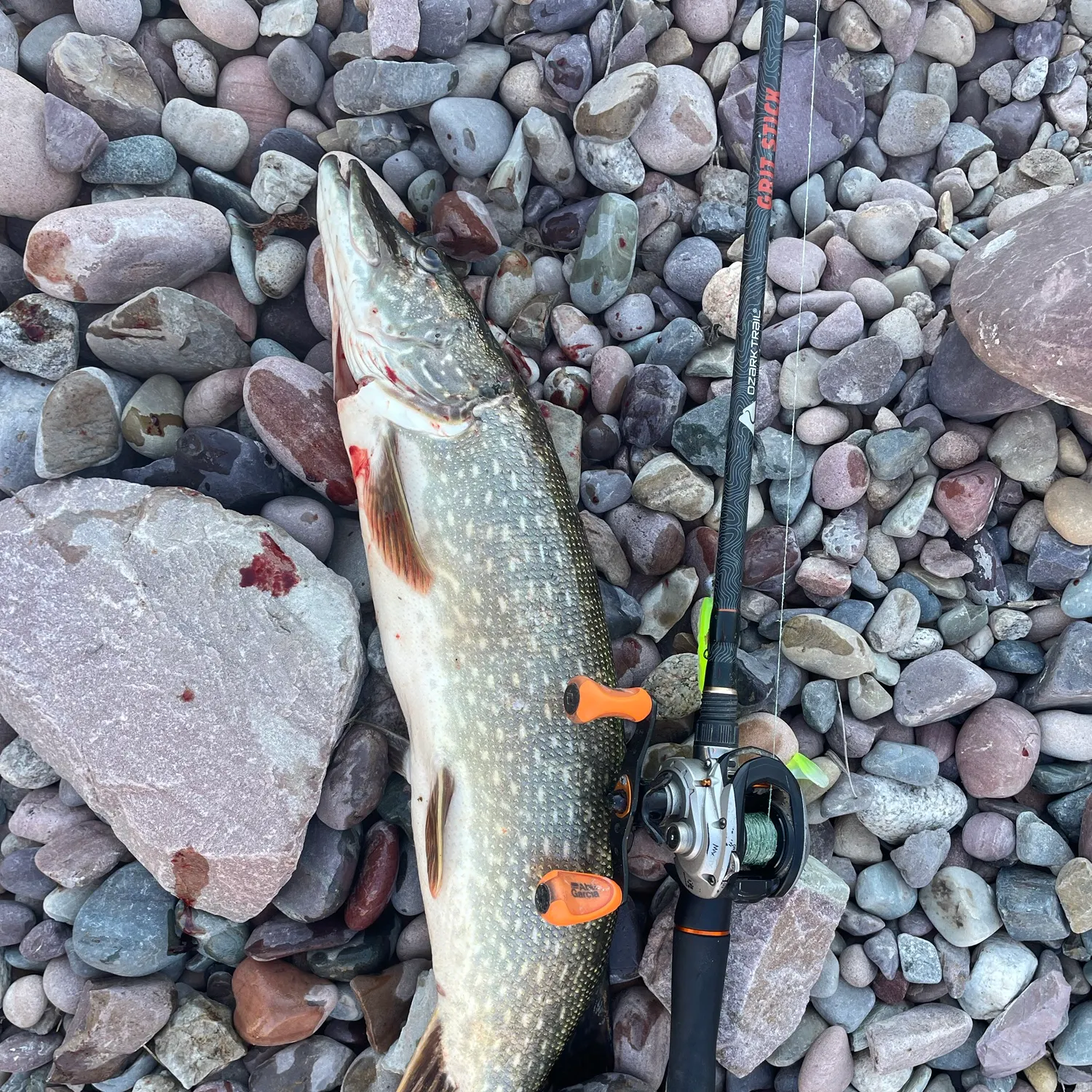 Northern pike caught on Fishbrain