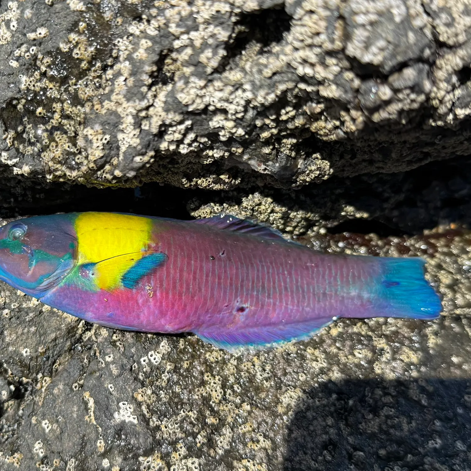The most recent Cortez rainbow wrasse catches on Fishbrain