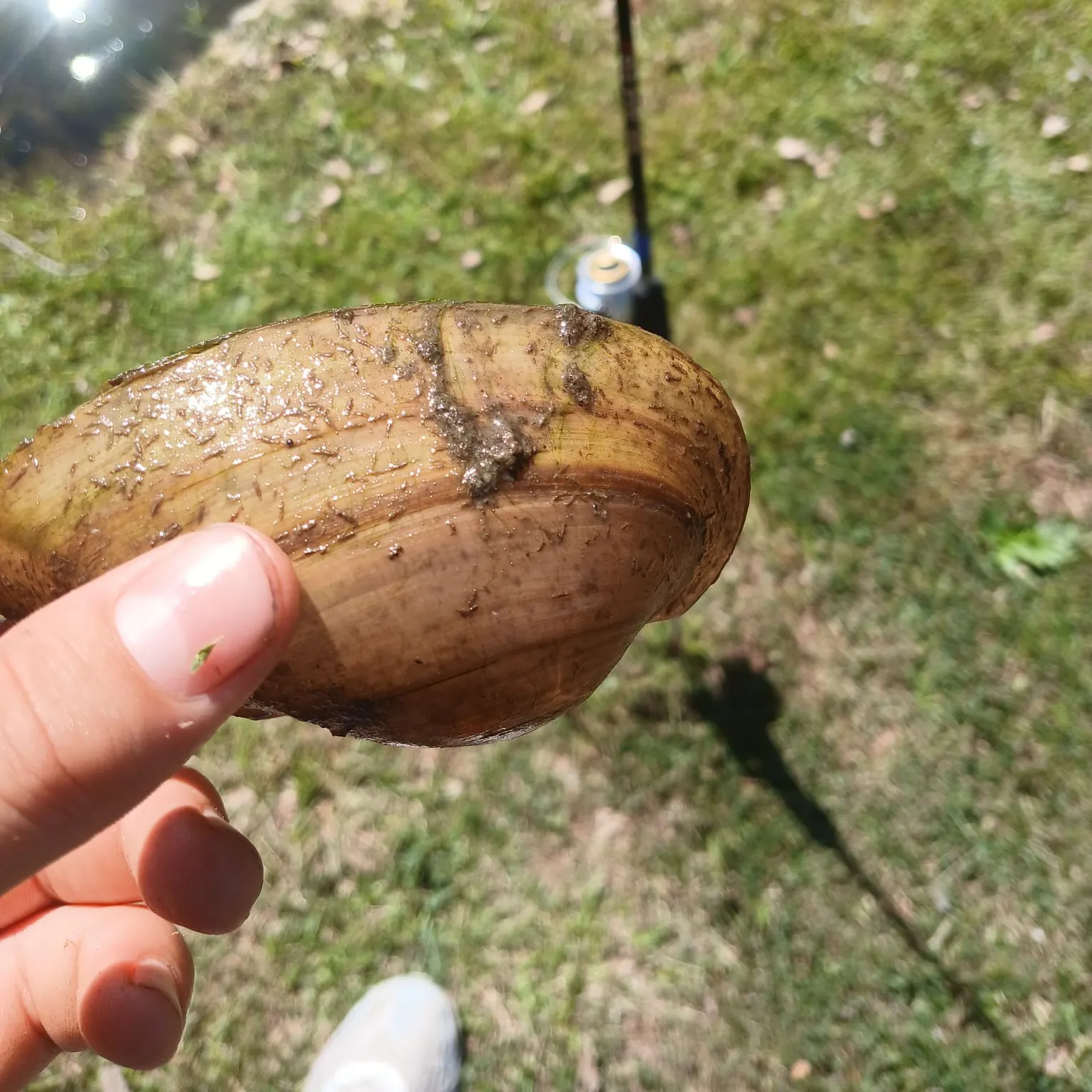 Asian clam caught on Fishbrain