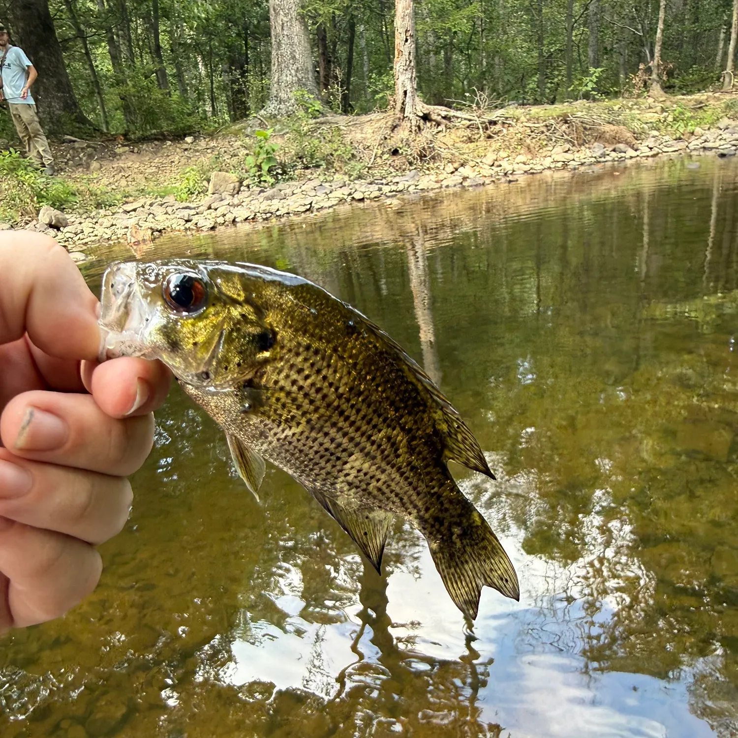 Rock bass caught on Fishbrain