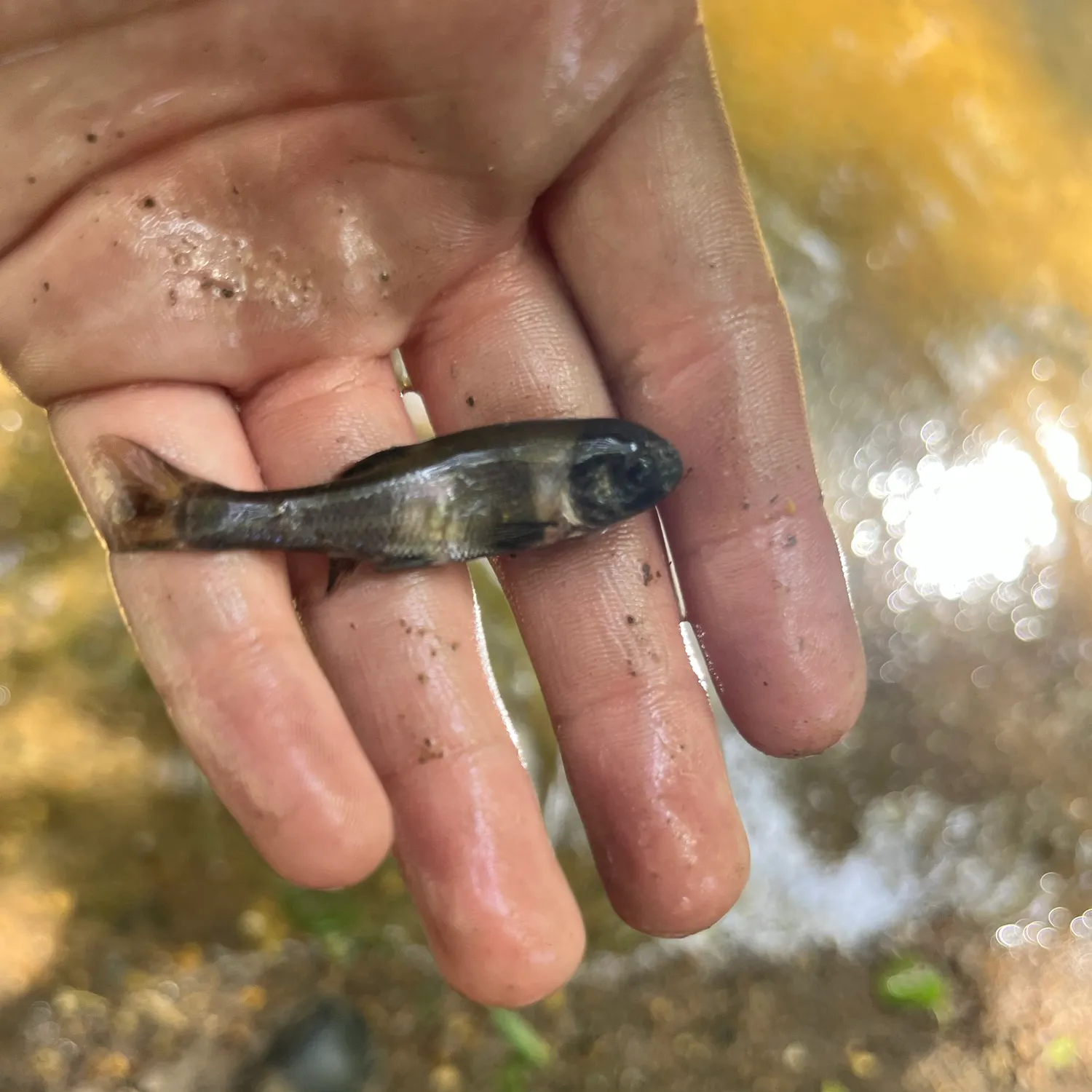 The most recent Bullhead minnow catches on Fishbrain