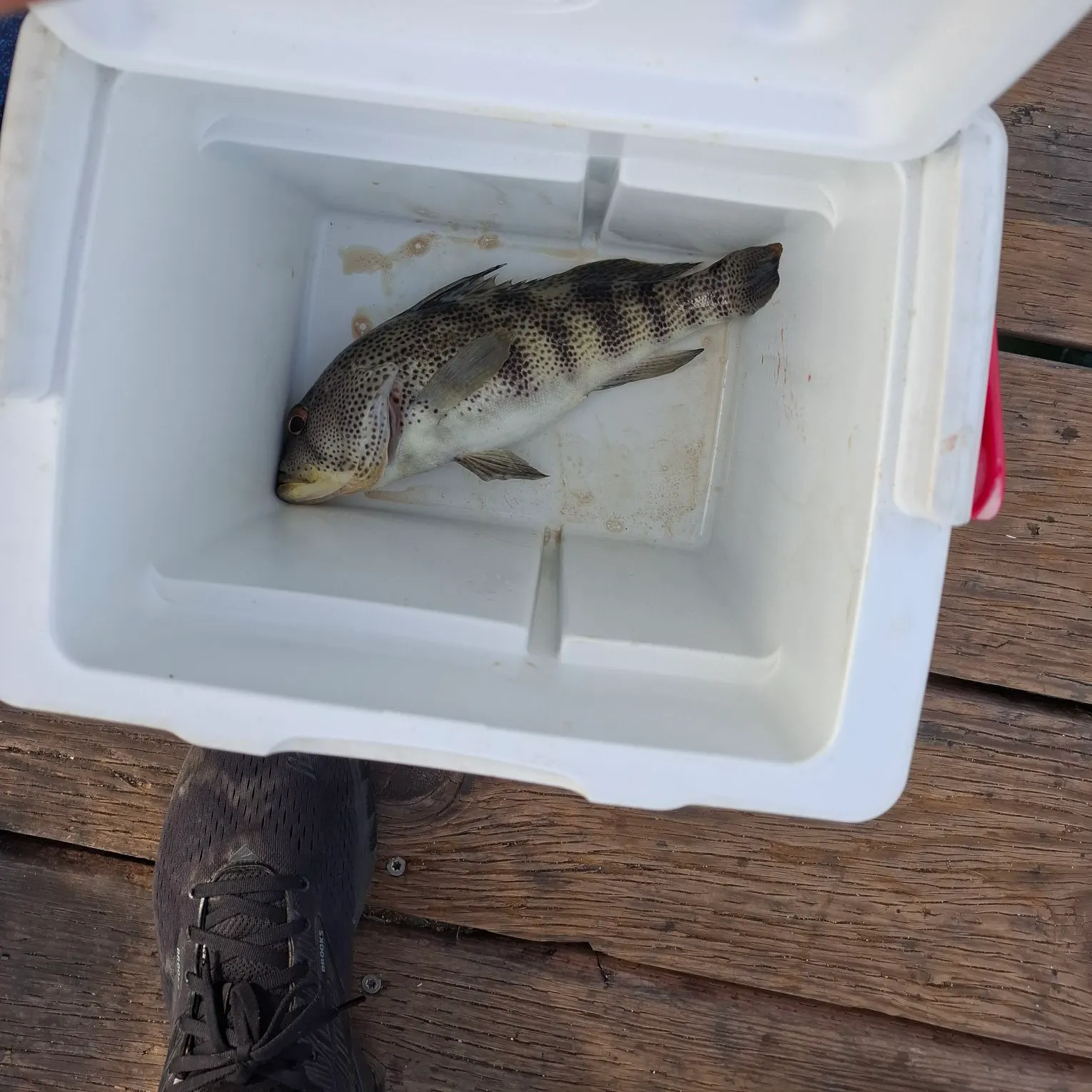 Spotted sand bass caught on Fishbrain