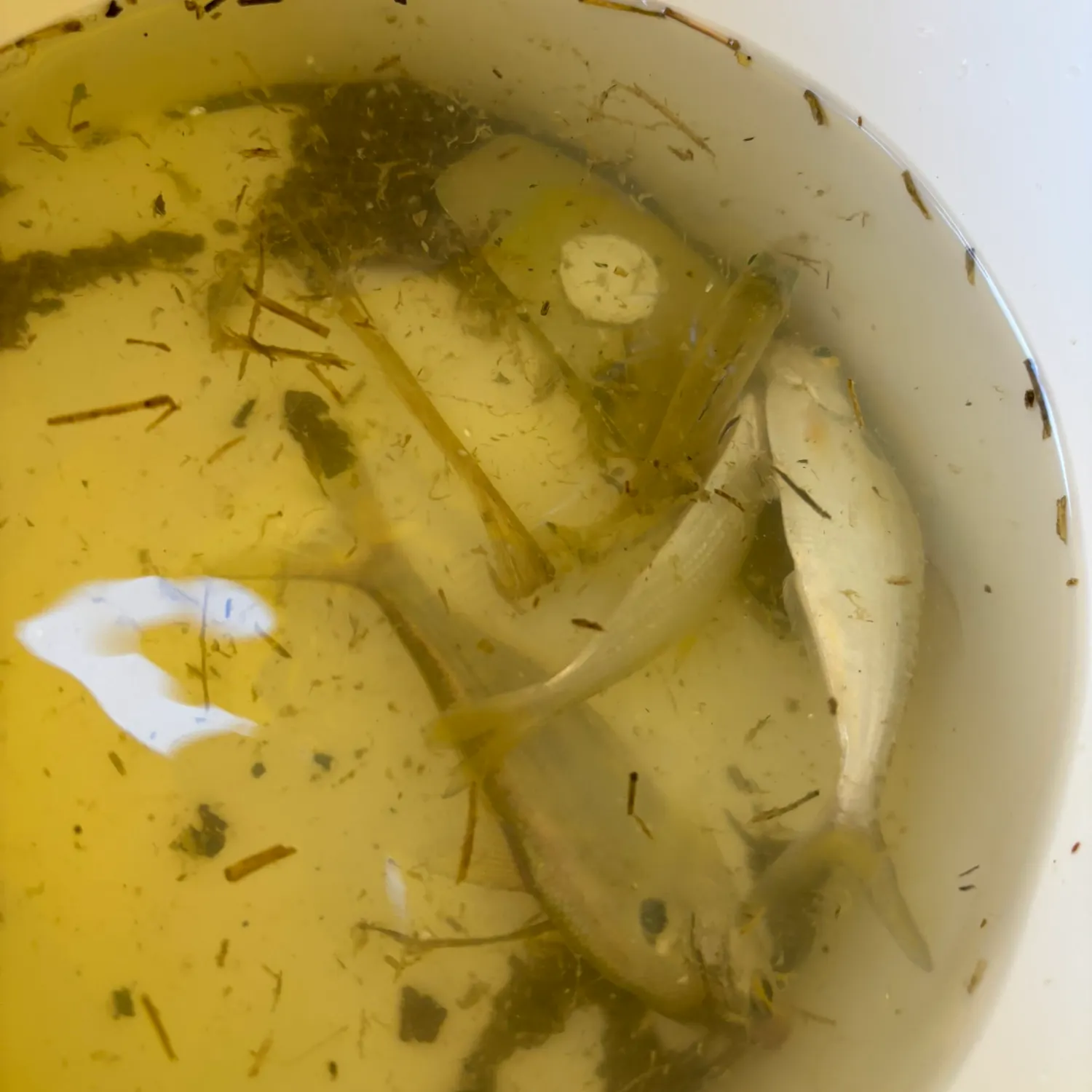 The most recent Dotted gizzard shad catches on Fishbrain