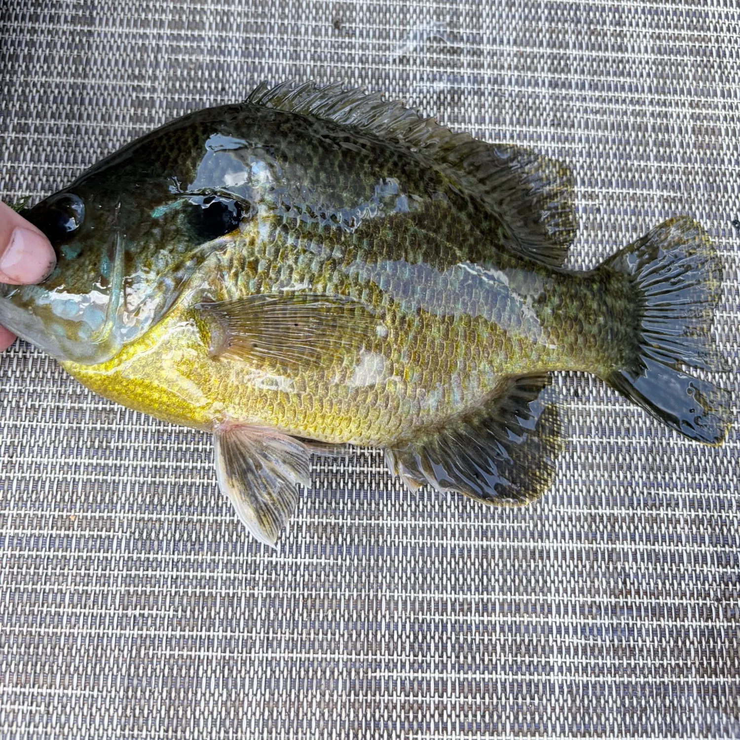 Bluegill caught on Fishbrain