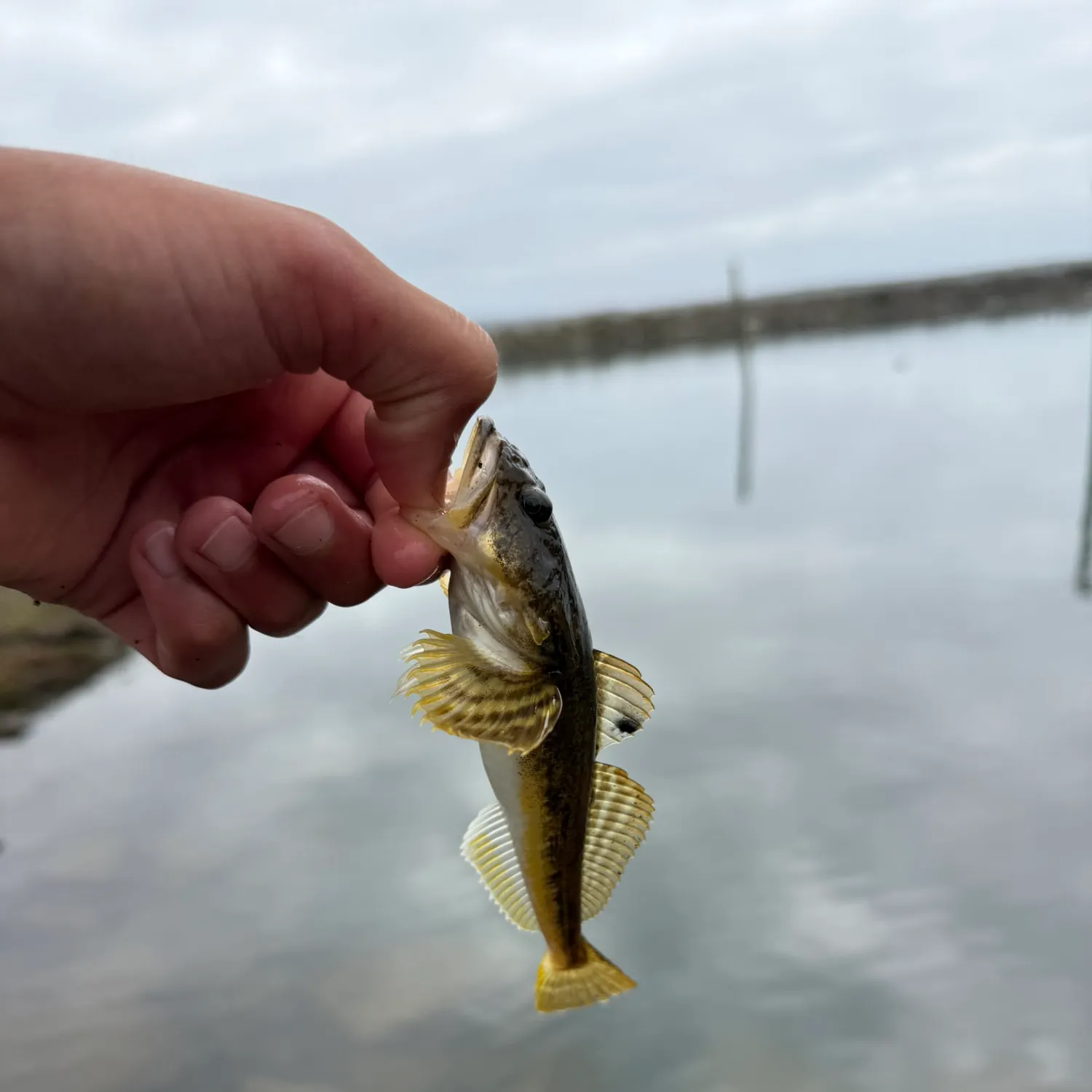 The most recent Tidepool sculpin catches on Fishbrain