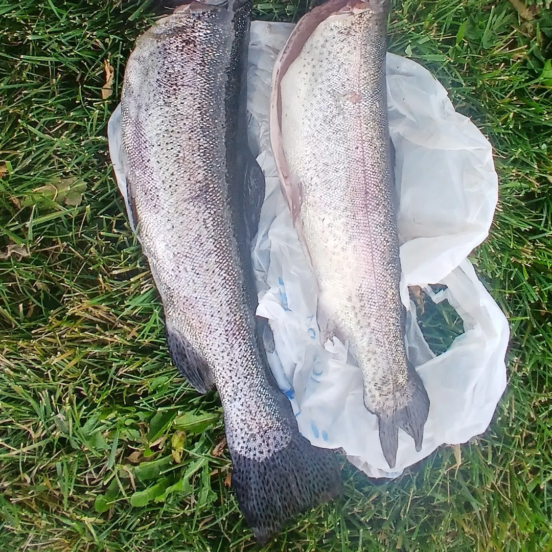 Rainbow trout caught on Fishbrain