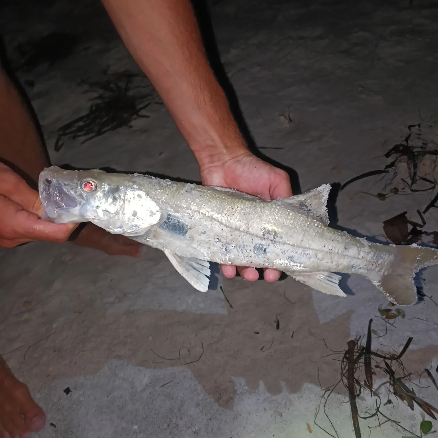 The most recent Fat snook catches on Fishbrain