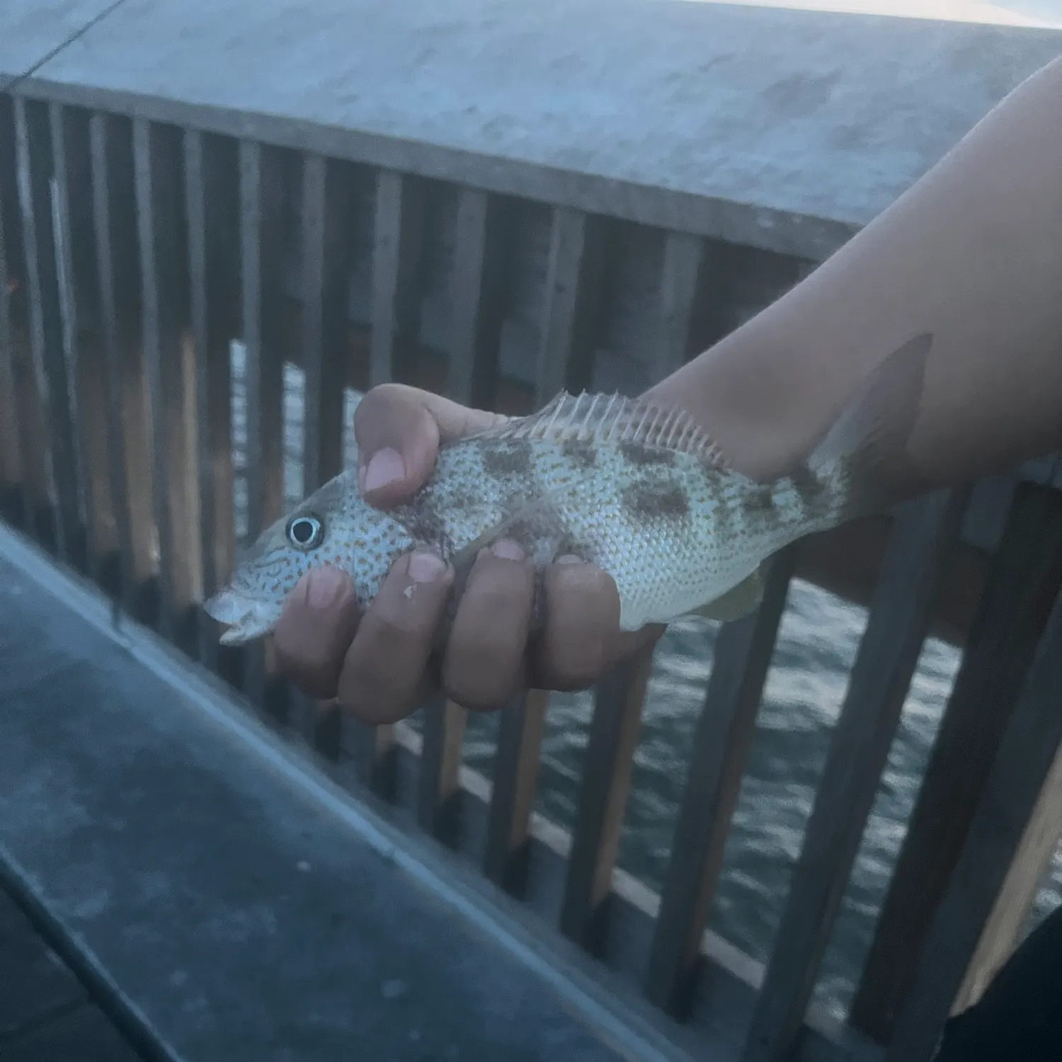 Pigfish caught on Fishbrain