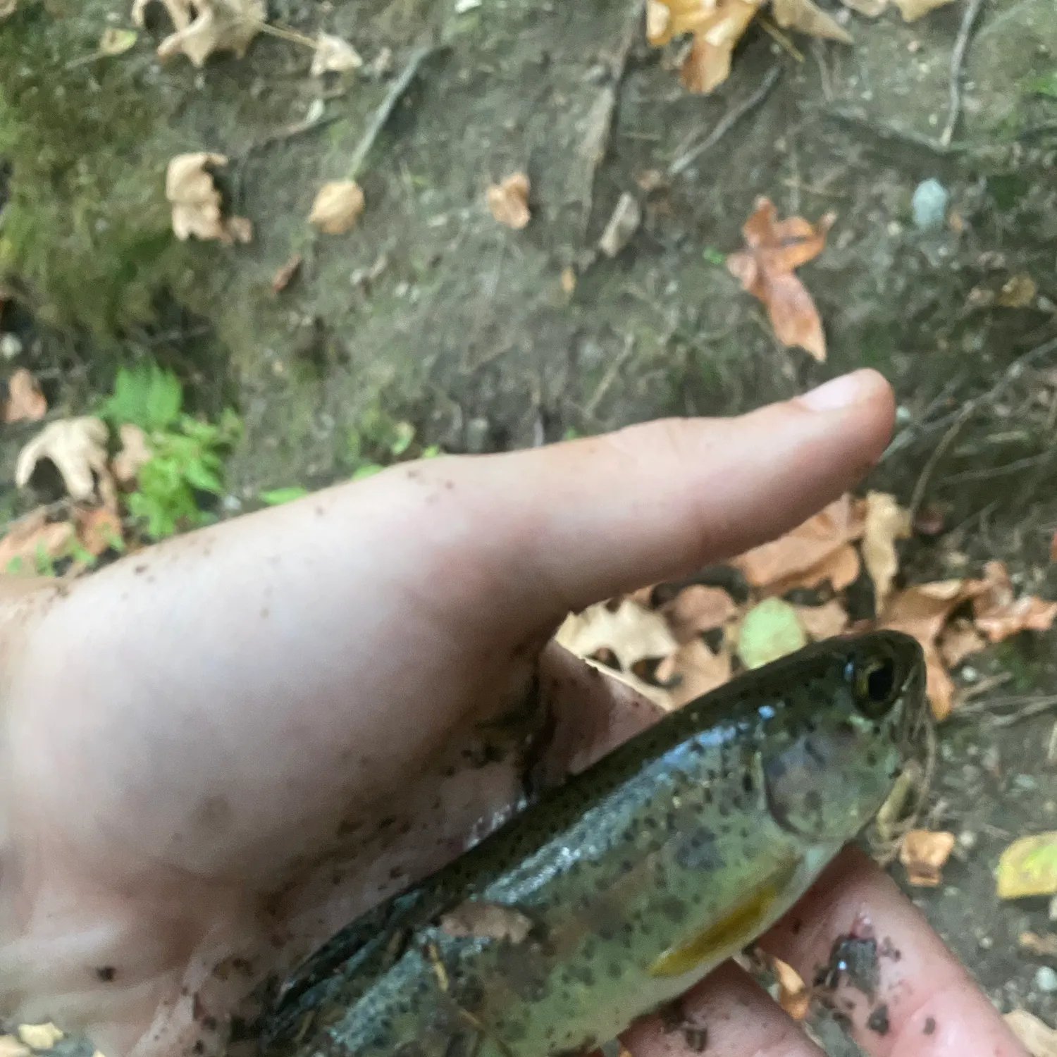 Coastal cutthroat trout caught on Fishbrain